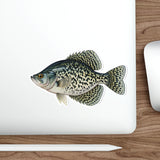 Slab Crappie Fishing Decal | Kenders Outdoors™