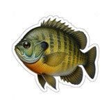 Bull Blue | Premium Bluegill Fishing Decal
