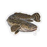 Trophy Burbot Fishing Decal | Kenders Outdoors™