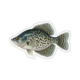 Slab Crappie Fishing Decal | Kenders Outdoors™