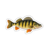 Jumbo Yellow Perch Fishing Decal | Kenders Outdoors™