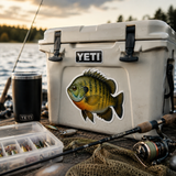 Bull Blue | Premium Bluegill Fishing Decal