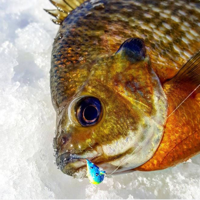 RAINBOW TROUT BRIGHT UV TUNGSTEN JIG – Kenders Outdoors