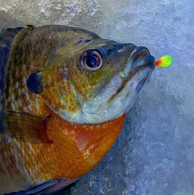 RAINBOW TROUT BRIGHT UV TUNGSTEN JIG – Kenders Outdoors