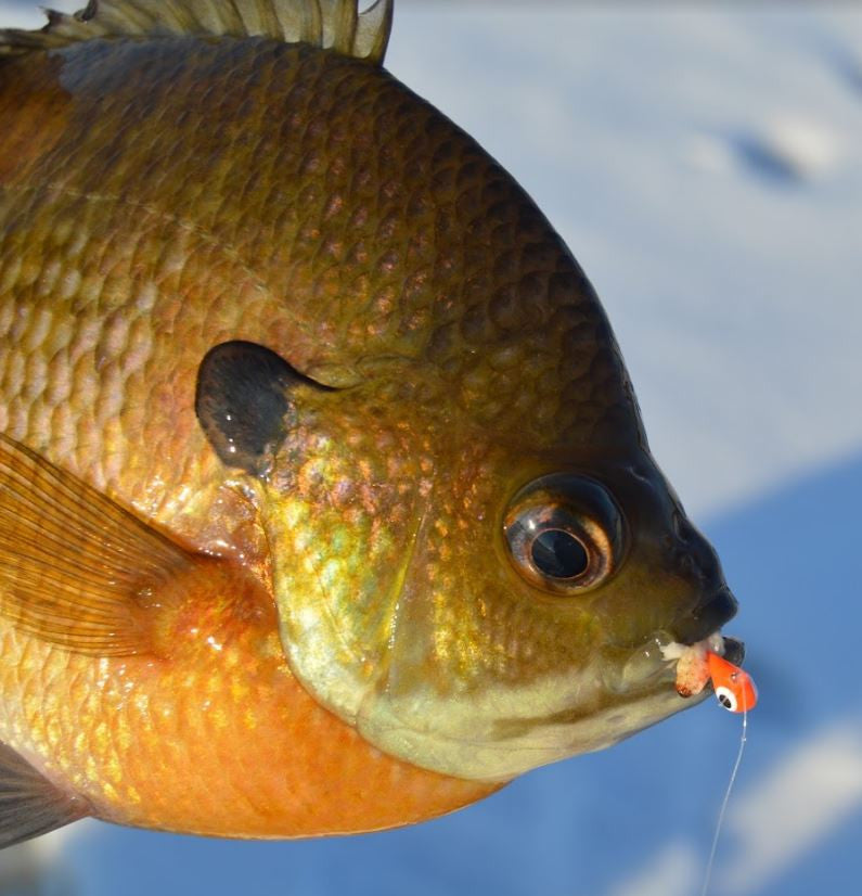 BRIGHT ORANGE GLOW TUNGSTEN JIG – Kenders Outdoors